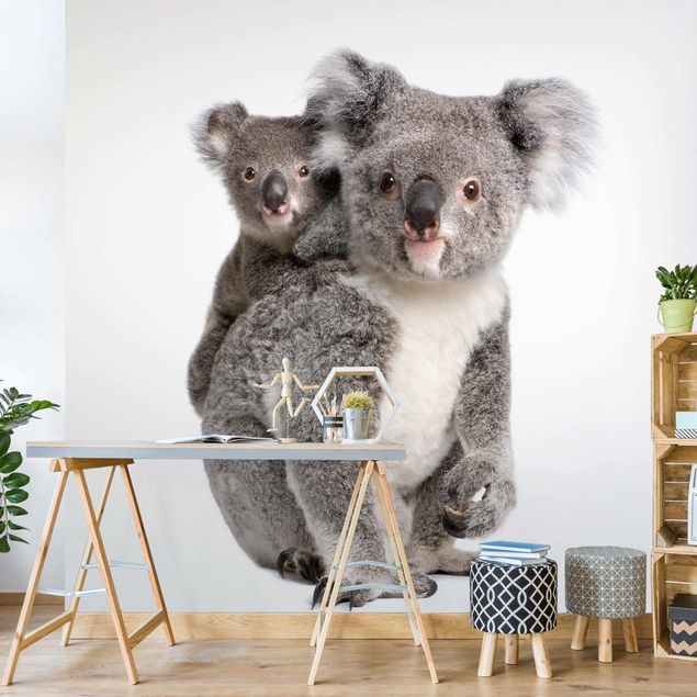 Papiers peints modernes Ours Koala