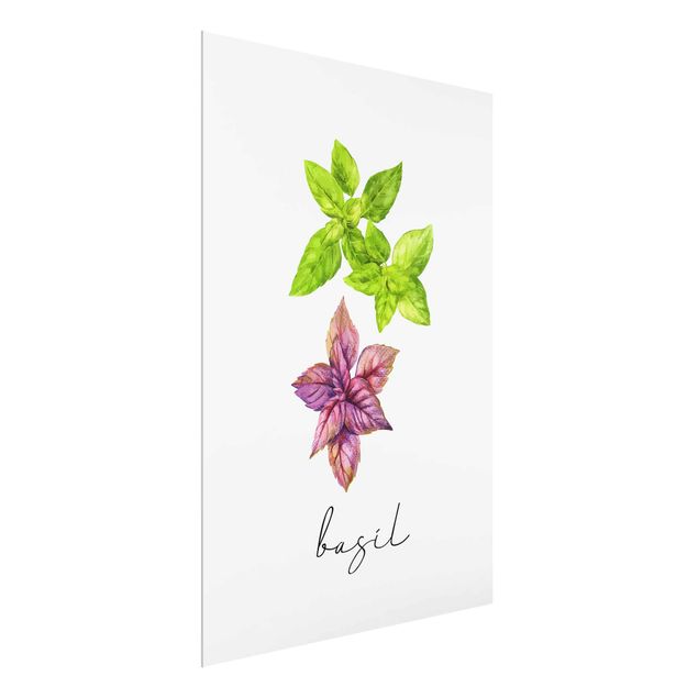 Tableaux fleurs Illustration d'herbes aromatiques Basilic