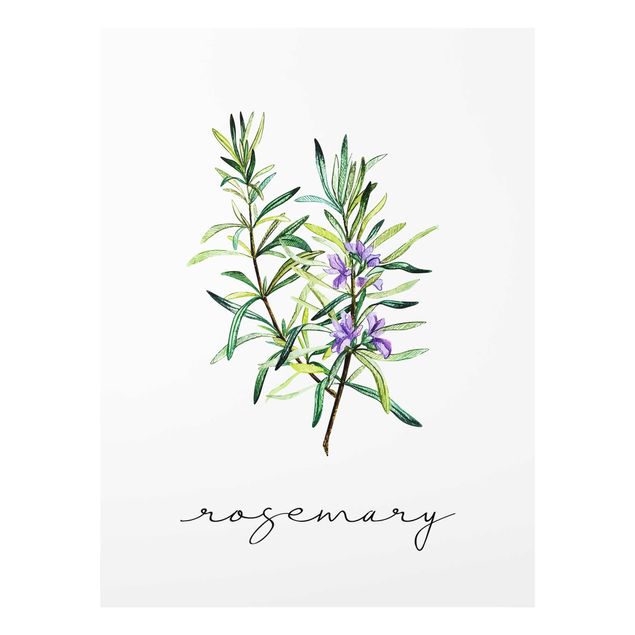 tableaux floraux Illustration d'herbes aromatiques Romarin