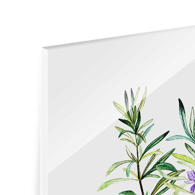 Tableaux muraux Illustration d'herbes aromatiques Romarin