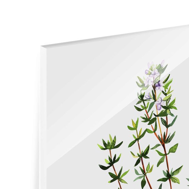 Tableaux en verre magnétique Illustration d'herbes aromatiques Thym