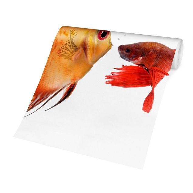 Papier peint animaux Kissing Fish
