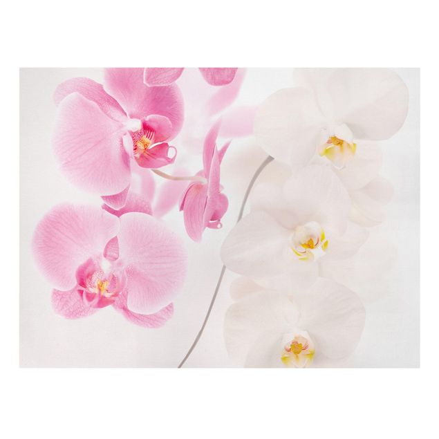 Tableaux moderne Orchidées délicates