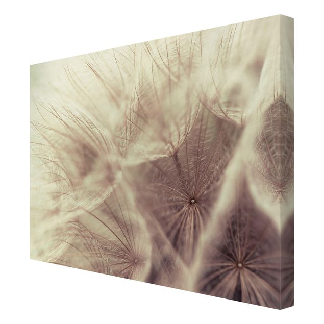 Tableau floral Macro photo détaillée d'un pissenlit avec effet de flou vintage