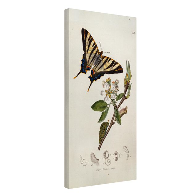 Tableau moderne John Curtis - Un rare papillon à queue d'hirondelle