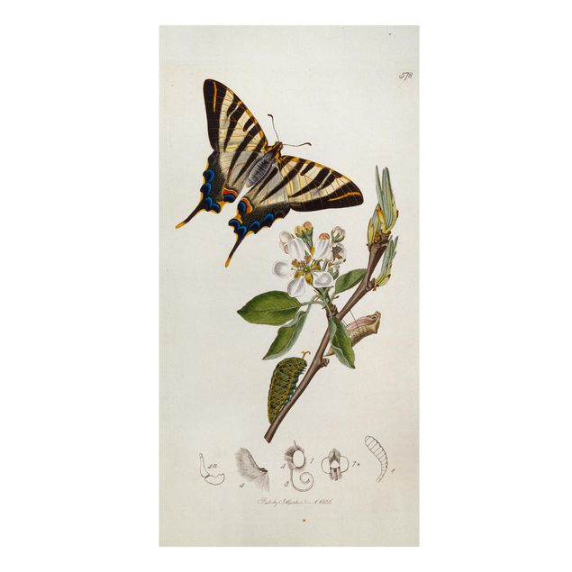 Tableau fleurs John Curtis - Un rare papillon à queue d'hirondelle