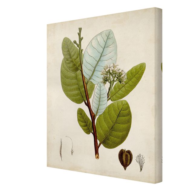 Tableau décoration Poster arbre à feuilles caduques I