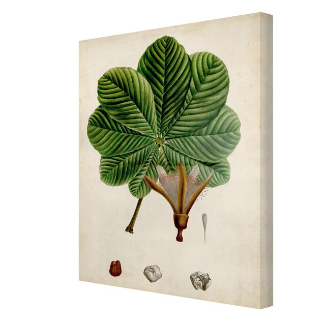 Tableau décoration Poster à feuilles caduques II