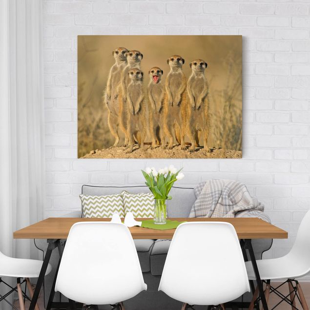 Cadre animaux Famille de suricates
