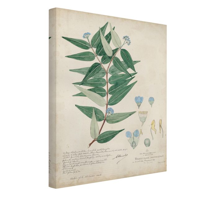 Tableaux citations Melastomataceae - Ambile