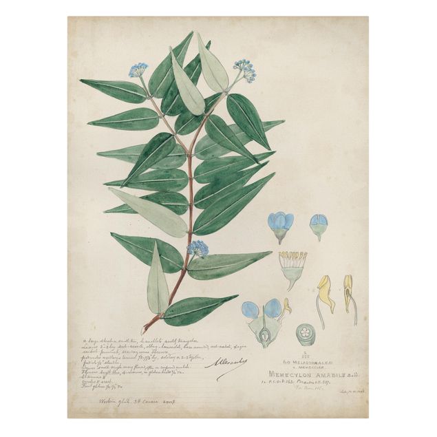 Tableaux verts Melastomataceae - Ambile
