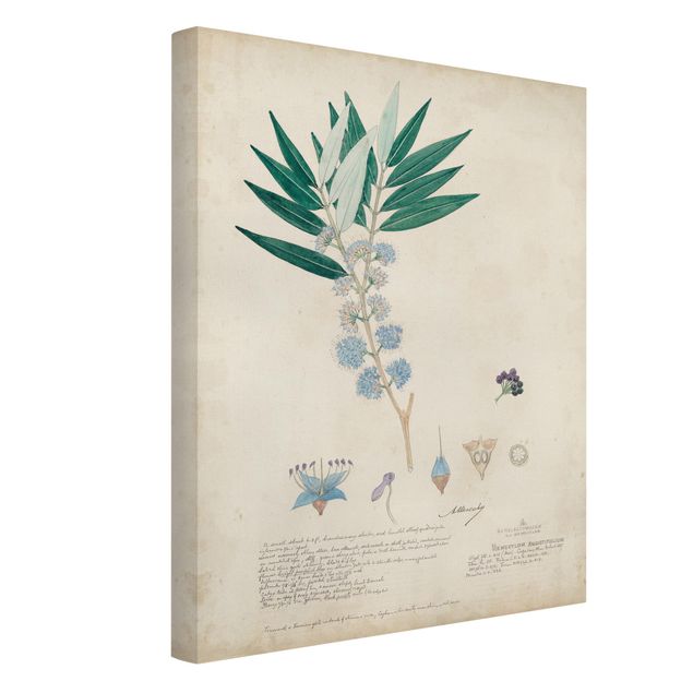 Tableau citation Melastomataceae - Angustifolium