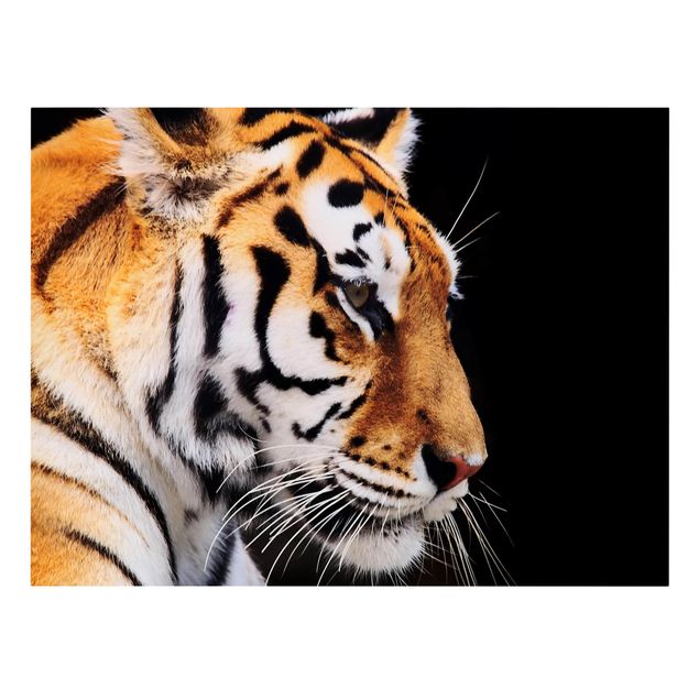 Tableau moderne Beauté du tigre