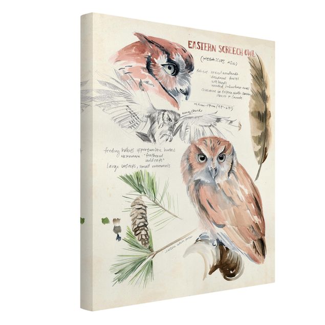 Tableau animaux Journal de la nature sauvage - Hibou
