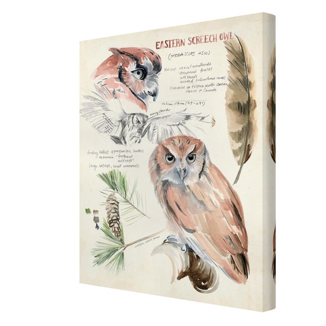Tableau décoration Journal de la nature sauvage - Hibou