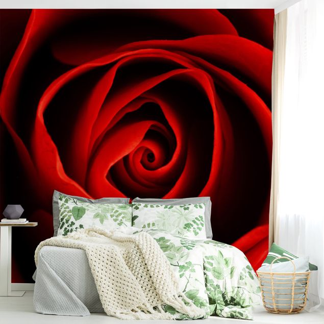 Papier peint fleur rose Belle Rose