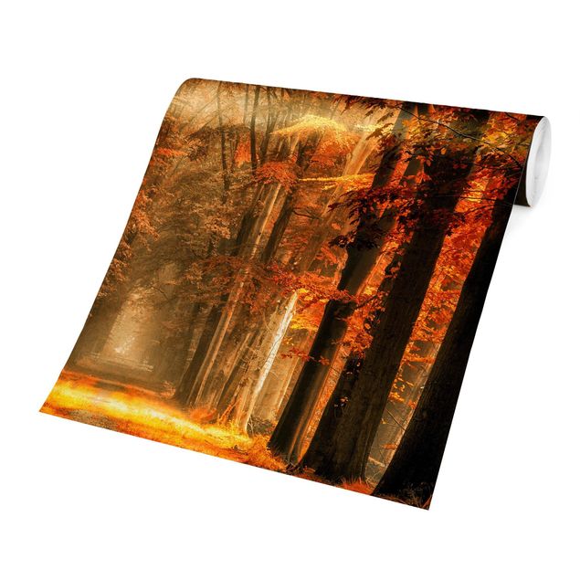 Papier peint orange Forêt enchantée en automne