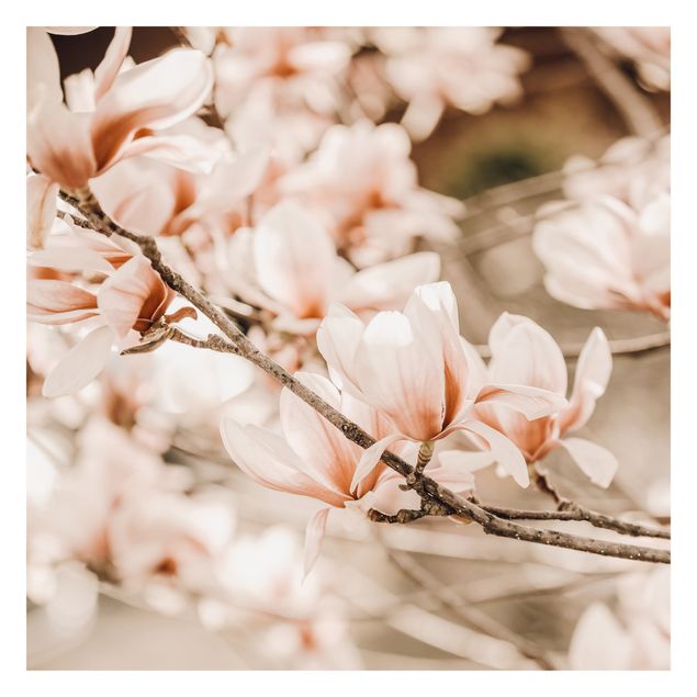papier peint xxl Rameau de magnolia style vintage