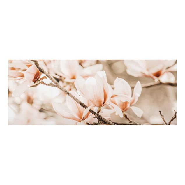 Tableaux nature Rameau de magnolia style vintage