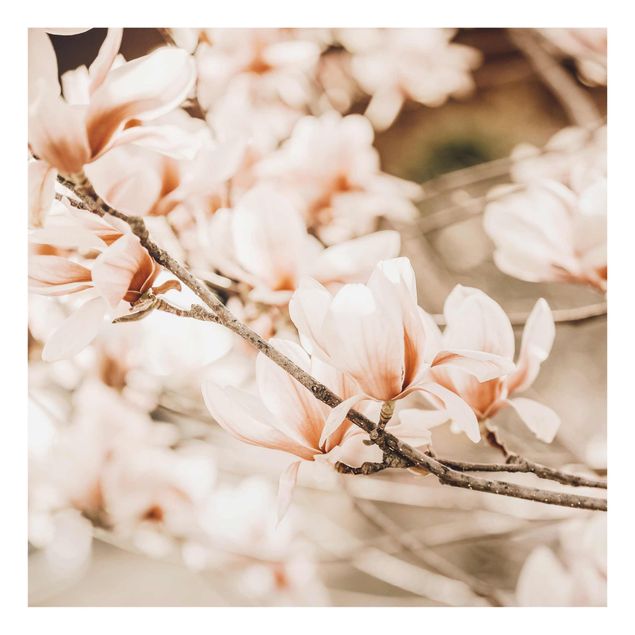 Tableaux nature Rameau de magnolia style vintage