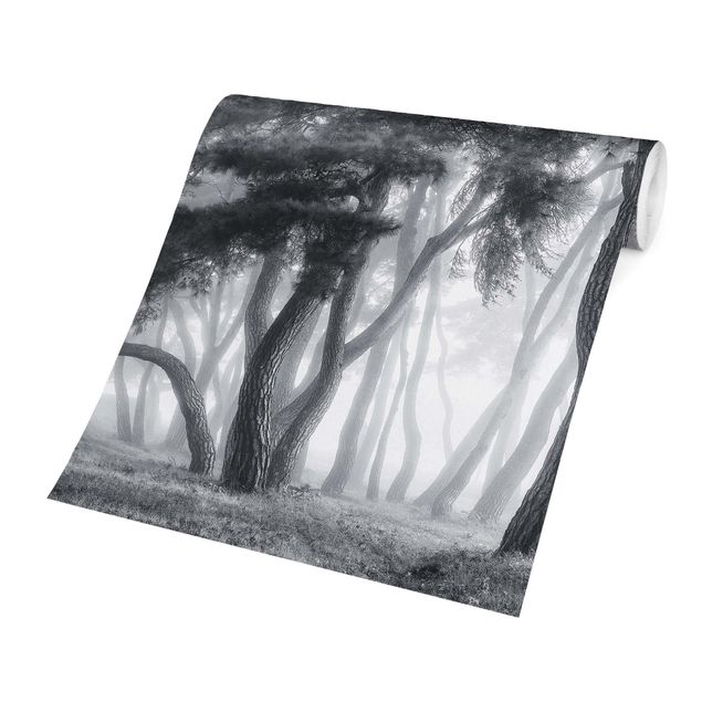 Papier peint panoramique Arbres majestueux en noir et blanc