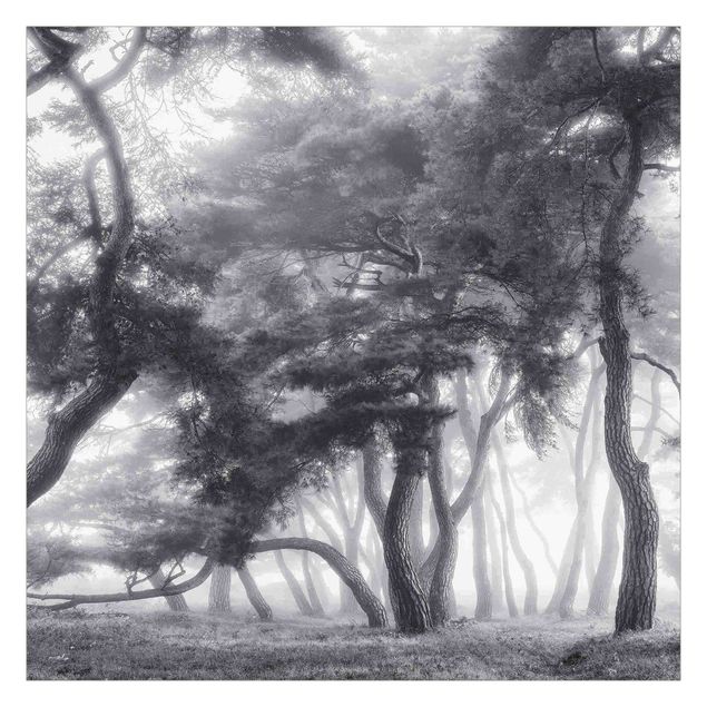 Papier peint - Majestic Trees In Black And White