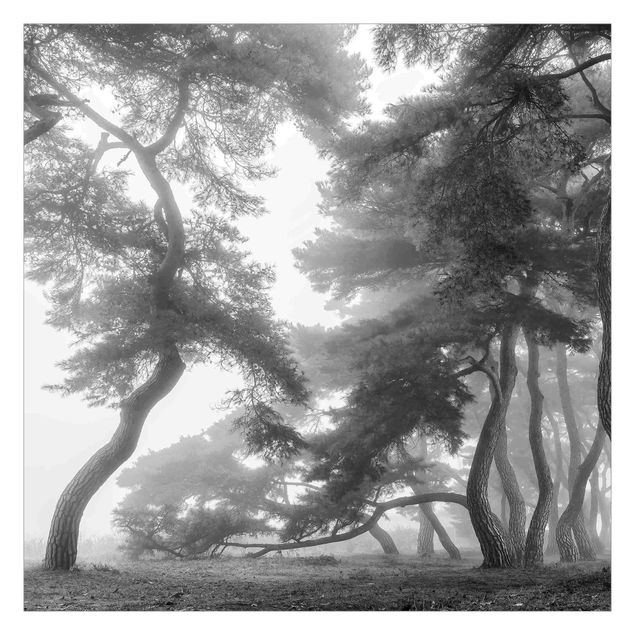 Papier peint - Majestic Forest In Black And White