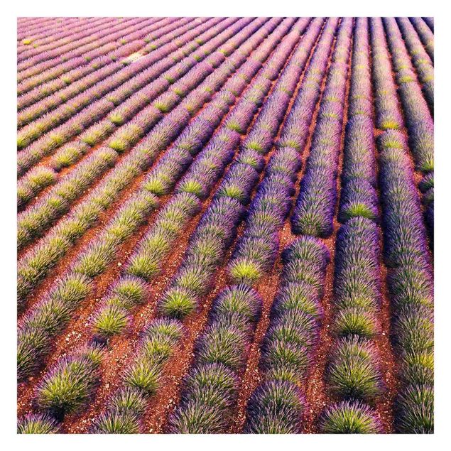 Papier peint - Picturesque Lavender Field
