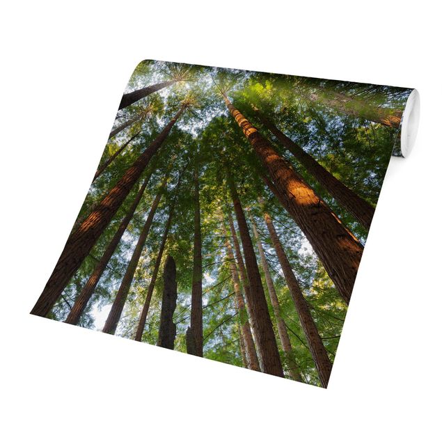 Papier peint vert Têtes de Séquoia