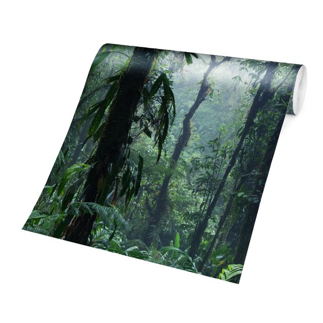 Papiers peints verts Forêt de nuages de Monteverde