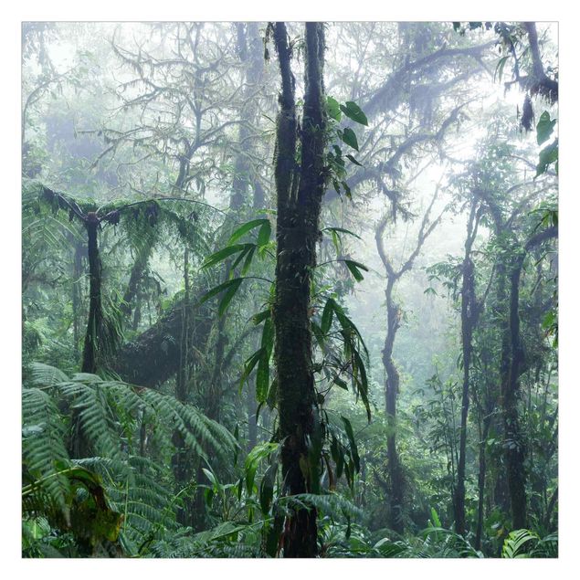 Tableaux de Matteo Colombo Forêt de nuages de Monteverde