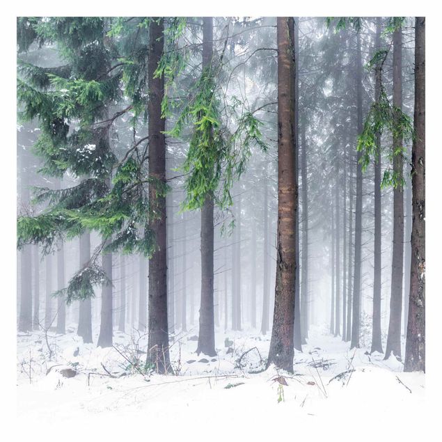 Papier peint panoramique Conifères en hiver