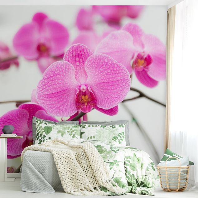 Papier peint orchidée Gros plan sur une orchidée