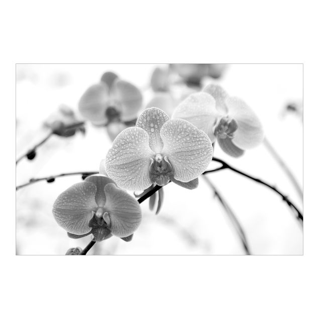 papier peint xxl Close-up Picture Orchid Black And White