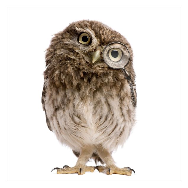 Papier peint - Curious Owl