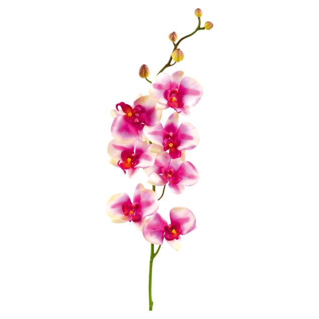 Stickers muraux orchidées No.176 Orchid Rose I