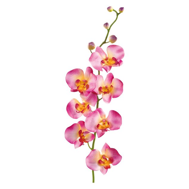 Stickers muraux orchidée No.177 Orchid Rose II