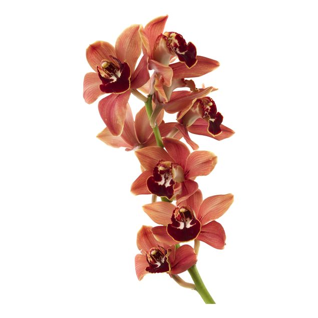 Stickers muraux orchidée No.180 Orchid White Red II