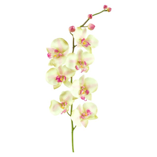 Stickers muraux orchidées No.190 Orchidée Blanche II