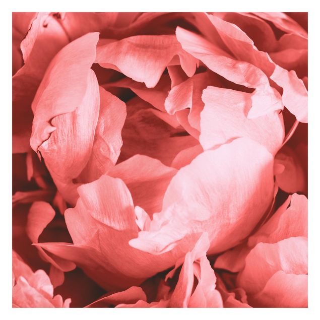 Papiers peints rose Pivoine Fleur Corail