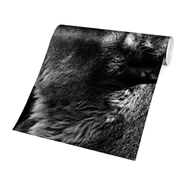 tapisserie panoramique Portrait d'une lionne