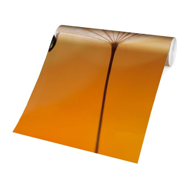 Papiers peints orange Pissenlit en orange