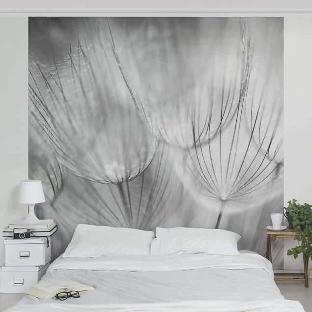 Papier peint fleurs Pissenlits en macrophotographie en noir et blanc