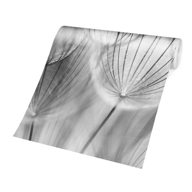 Papier peint noir et blanc Pissenlits en macrophotographie en noir et blanc