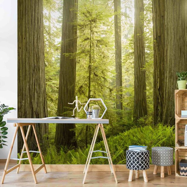 Papiers peints modernes Vue de la forêt du Redwood State Park