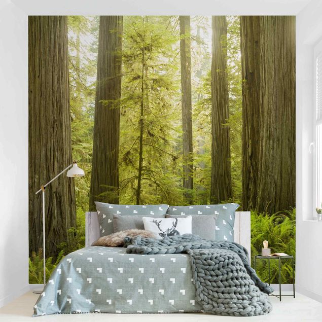 Papier peint panoramique forêt Vue de la forêt du Redwood State Park