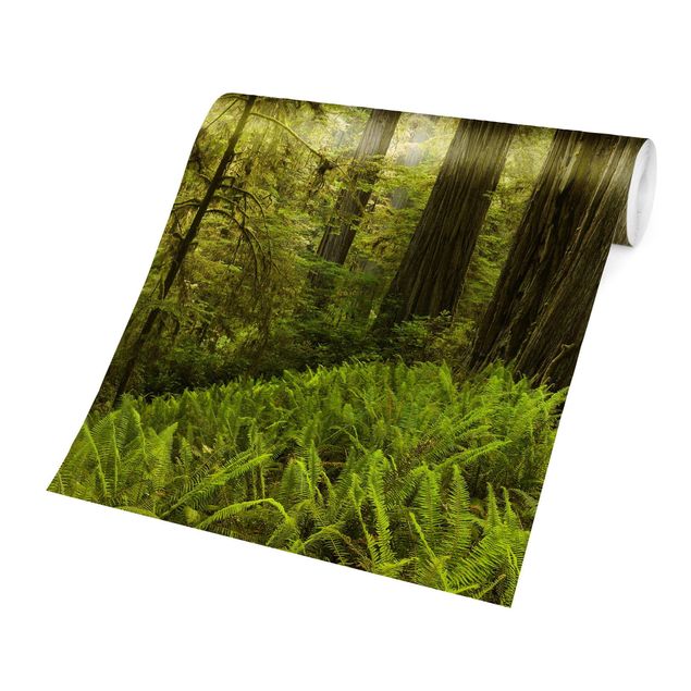 Papiers peints verts Vue de la forêt du Redwood State Park