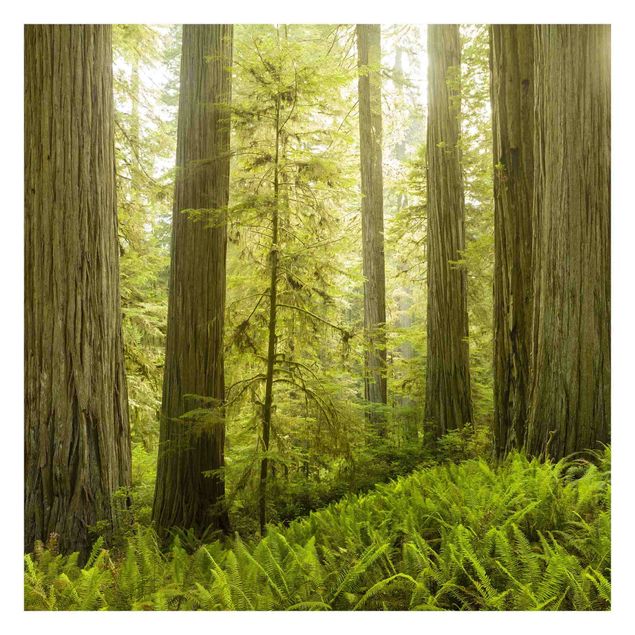 Tableaux de Rainer Mirau Vue de la forêt du Redwood State Park