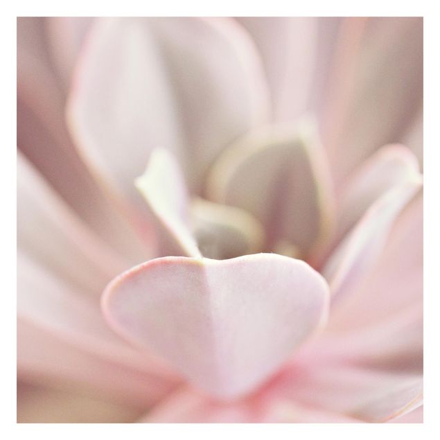 Walpaper - Light Pink Succulent Flower