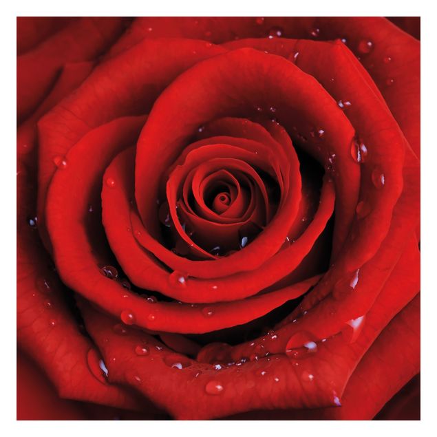 tapisserie panoramique Rose rouge avec gouttes d'eau